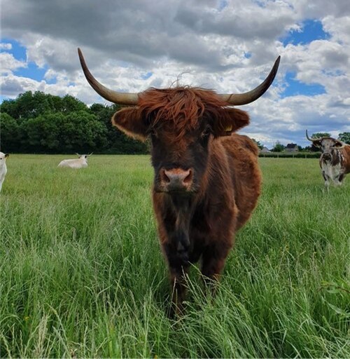 cattle country park website v3