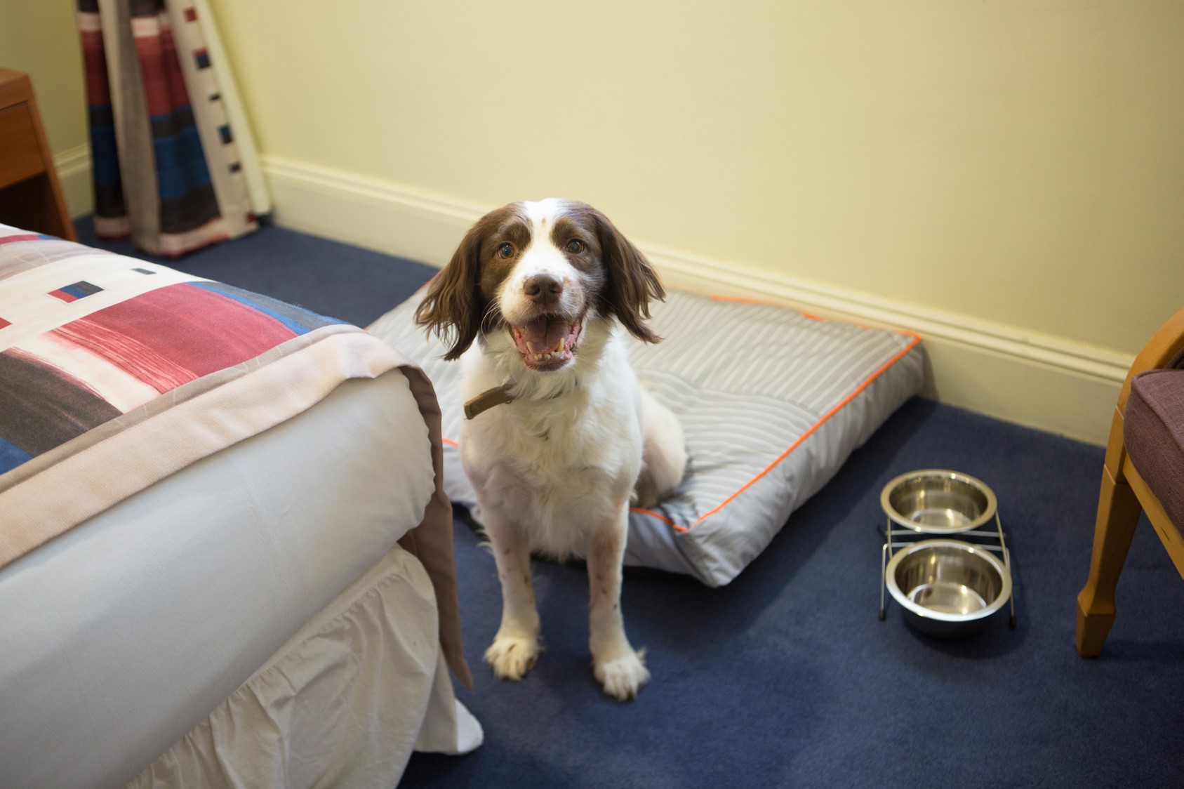The Gables Dog Friendly Room 2