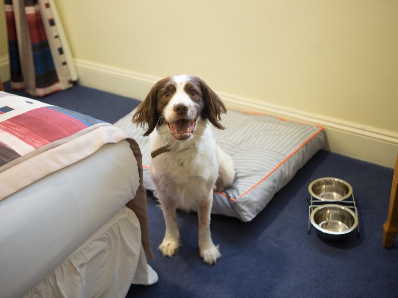 Dog Friendly Room at The Gables Hotel